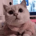 Avatar of Bilal Ahmed