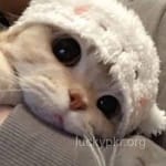 Avatar of Ibrahim Farooq