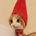 Avatar of Rashid Mehmood